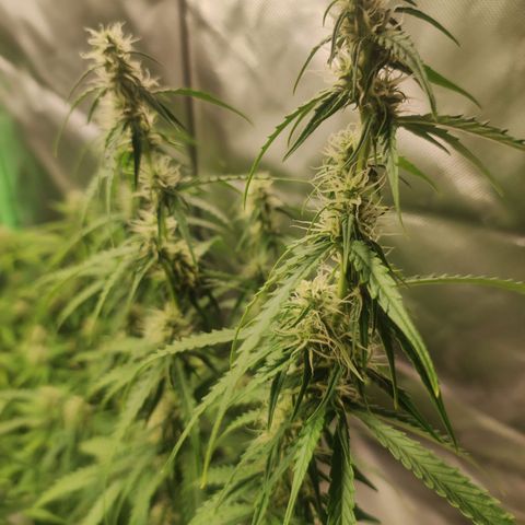 Cookies Gelato Automatic (10-12) growlog timeline photo