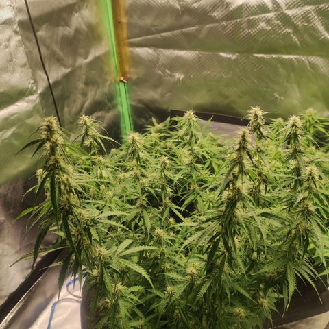 Cookies Gelato Automatic (10-12) growlog timeline photo