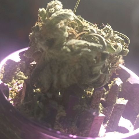 Gorilla Glue #4 growlog timeline photo