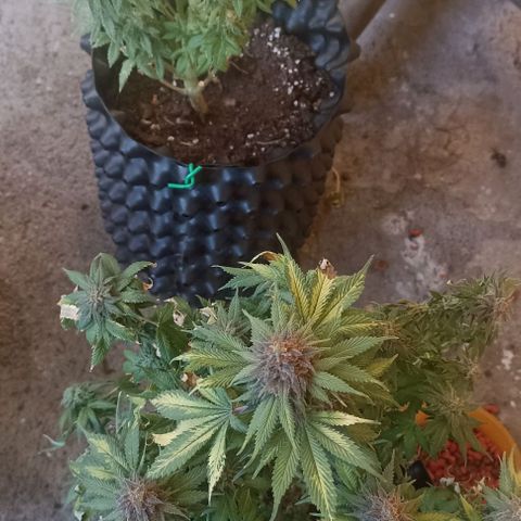 Gorilla Glue #4 growlog timeline photo