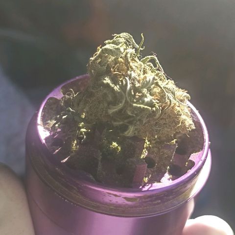 Gorilla Glue #4 growlog timeline photo