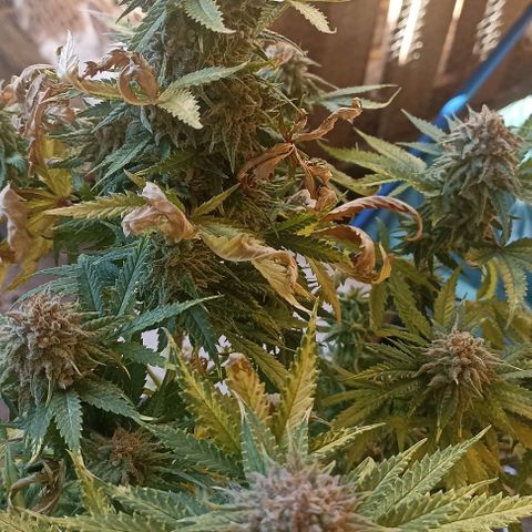 Gorilla Glue #4 growlog timeline photo
