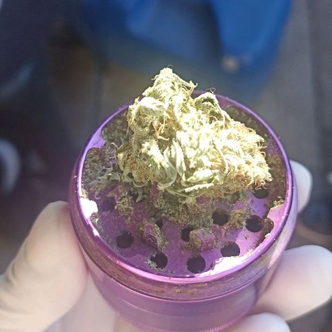 Gorilla Glue #4 growlog timeline photo