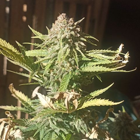 Gorilla Glue #4 growlog timeline photo