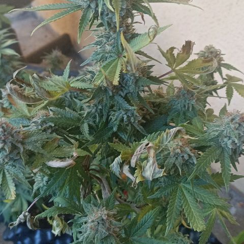 Gorilla Glue #4 growlog timeline photo
