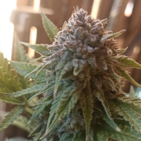 Gorilla Glue #4 growlog timeline photo