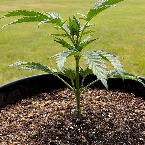 Oreoz Pop growlog timeline photo