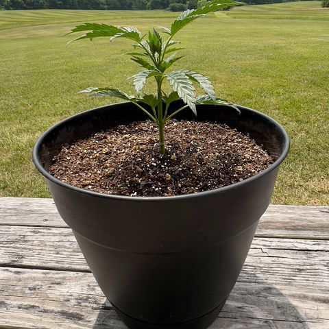 Oreoz Pop growlog timeline photo