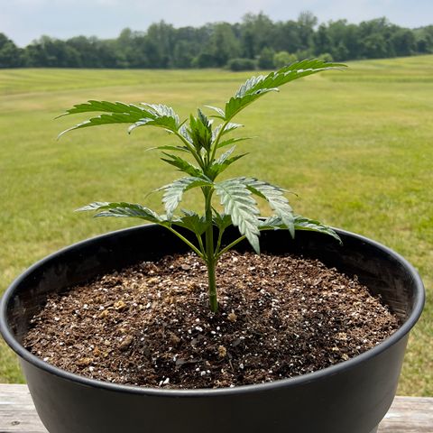 Oreoz Pop growlog timeline photo