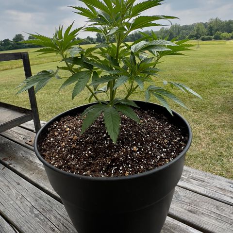 OreoZ Pop growlog timeline photo