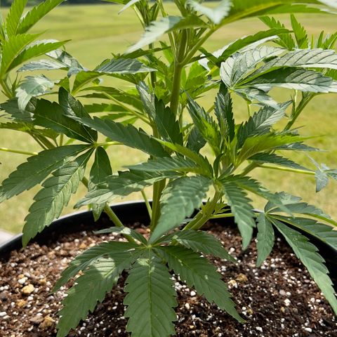 OreoZ Pop growlog timeline photo