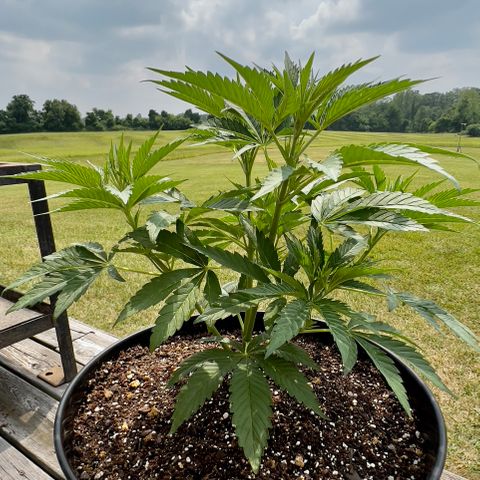 OreoZ Pop growlog timeline photo