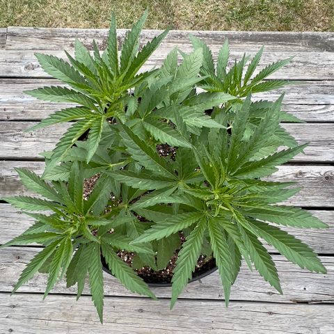 OreoZ Pop growlog timeline photo