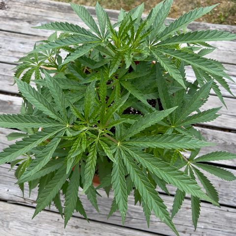 Junior Mints growlog timeline photo