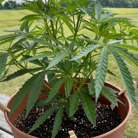 Junior Mints growlog timeline photo
