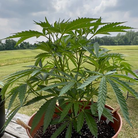 Junior Mints growlog timeline photo