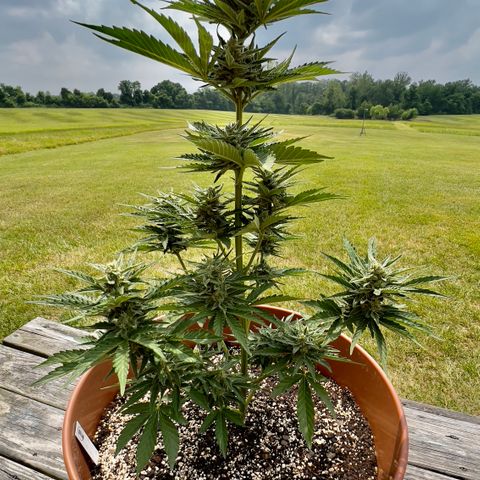 Northern Light Auto growlog timeline photo