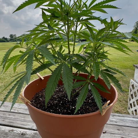Junior Mints growlog timeline photo