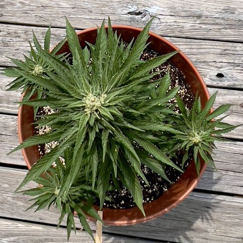 Northern Light Auto growlog timeline photo
