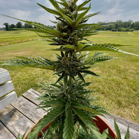Northern Light Auto growlog timeline photo