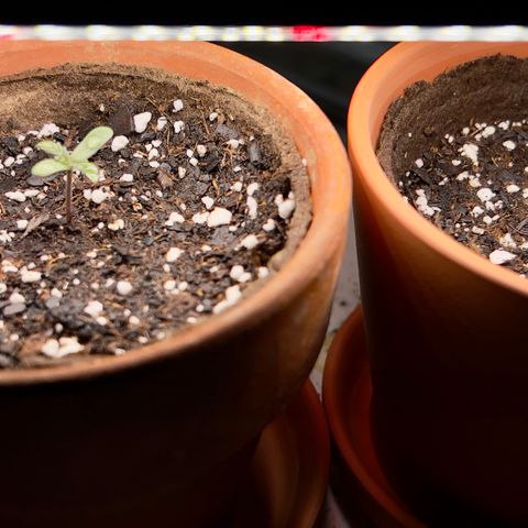 Strawberry Banana Auto growlog photo: Wedding Cake left
Strawberry Banana right