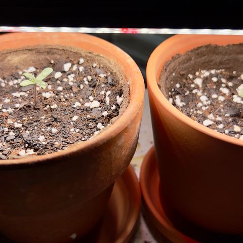 Strawberry Banana Auto growlog photo: Wedding Cake left
Strawberry Banana right