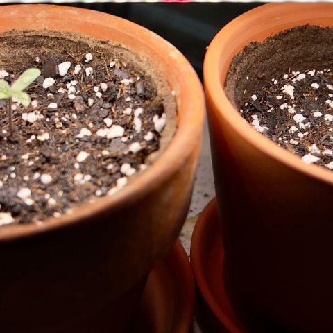 Wedding Cake Auto growlog photo: Wedding Cake left
Strawberry Banana right