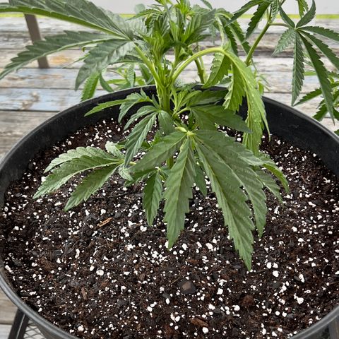 Oreoz Pop growlog timeline photo
