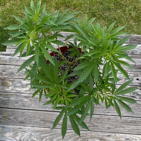 Junior Mints growlog photo: Taken around 1200pm