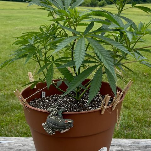 Junior Mints growlog photo: Taken around 1200pm