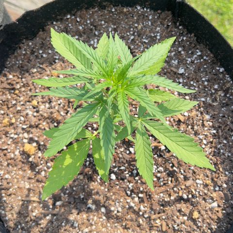 Wedding Cake Auto growlog photo: Wedding Cake pictured on the right 