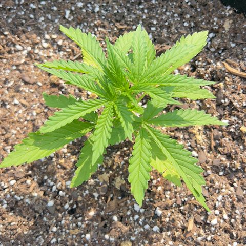 Wedding Cake Auto growlog photo: Wedding Cake pictured on the right 