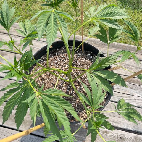 Oreoz Pop growlog timeline photo