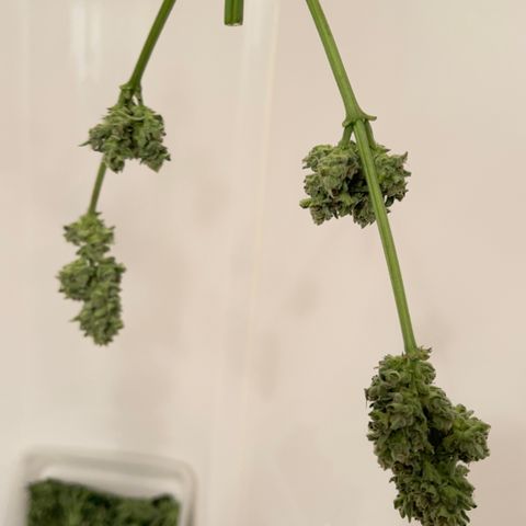 Northern Light Auto growlog timeline photo