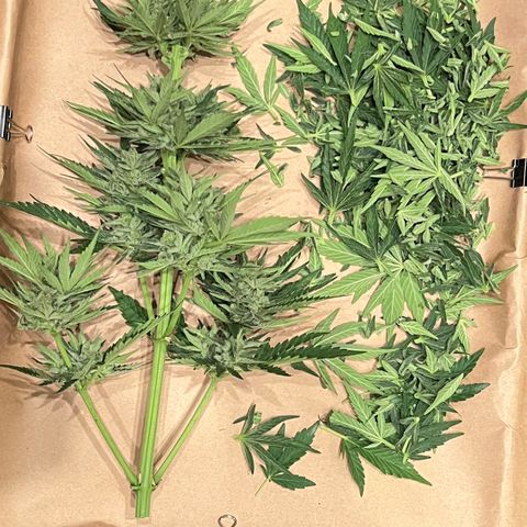 Northern Light Auto growlog timeline photo