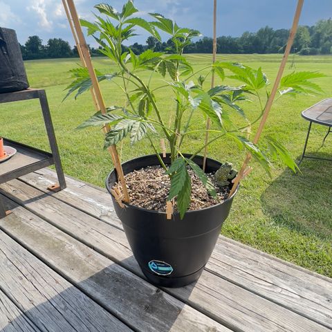 Oreoz Pop growlog timeline photo
