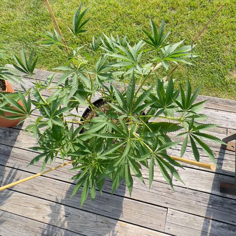 OreoZ Pop growlog timeline photo