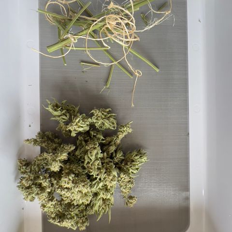 Northern Light Auto growlog photo: Jarred with 62% bovado humidity pack