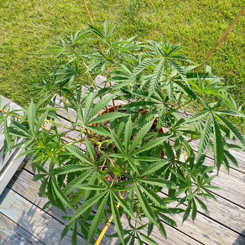 Junior Mints growlog timeline photo