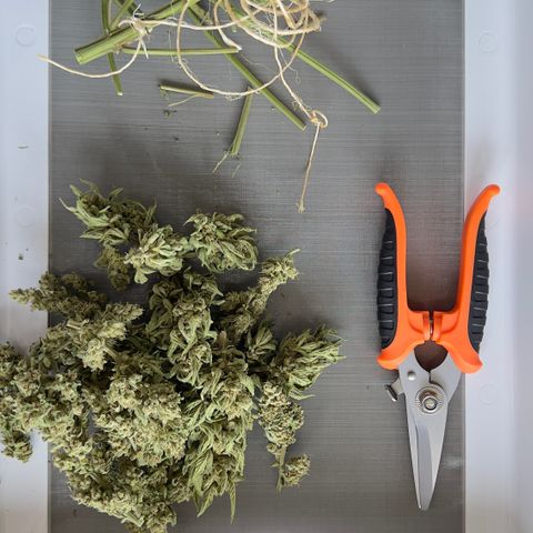 Northern Light Auto growlog photo: Jarred with 62% bovado humidity pack