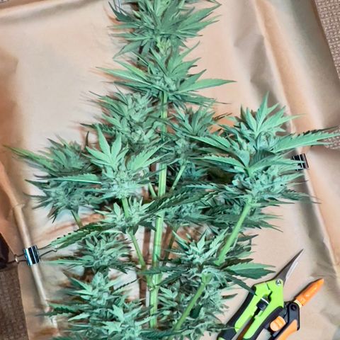 Northern Light Auto growlog timeline photo