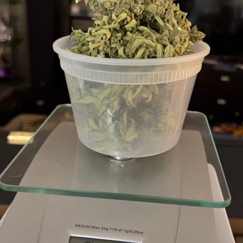 Northern Light Auto growlog photo: Jarred with 62% bovado humidity pack