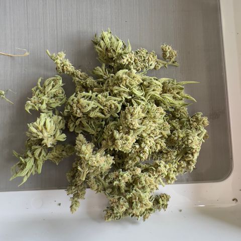 Northern Light Auto growlog photo: Jarred with 62% bovado humidity pack