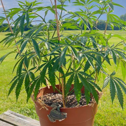 Junior Mints growlog timeline photo