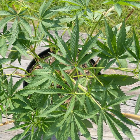 OreoZ Pop growlog timeline photo