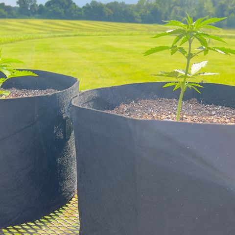 Wedding Cake Auto growlog photo: Wedding Cake pictured on the right 