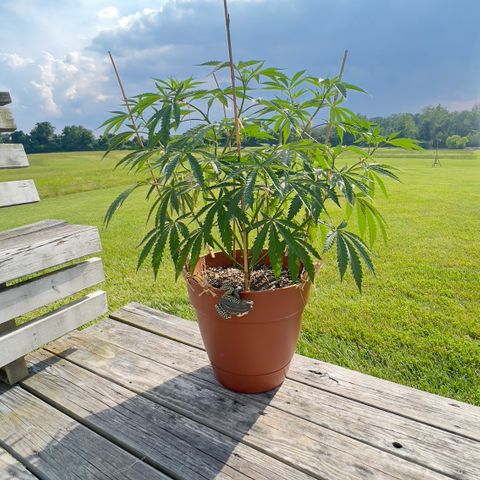 Junior Mints growlog timeline photo