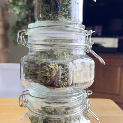 Northern Light Auto growlog photo: Jarred with 62% bovado humidity pack