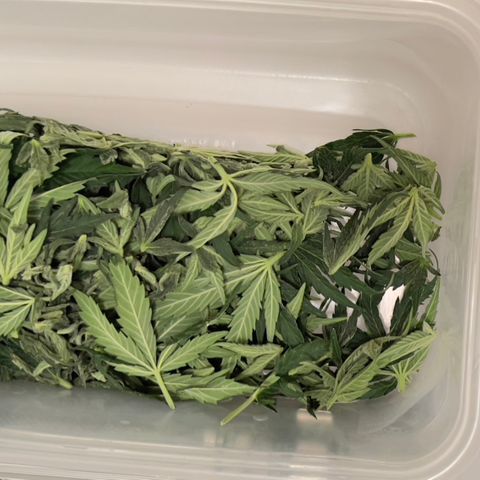 Northern Light Auto growlog timeline photo