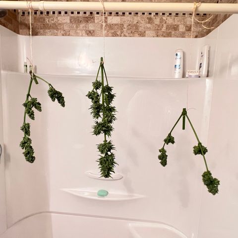 Northern Light Auto growlog timeline photo